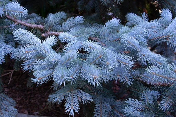 Rameaux Épinette Bleue Gros Plan — Photo