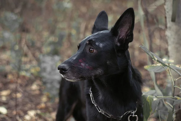 Μαύρο σκυλί με μακιγιάζ για Απόκριες σε ένα ζοφερό δάσος — Φωτογραφία Αρχείου