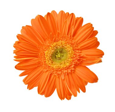 izole gerbera çiçek