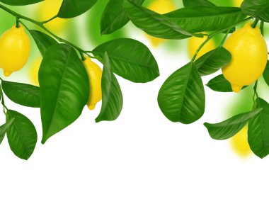 limon limon ağacına asılı
