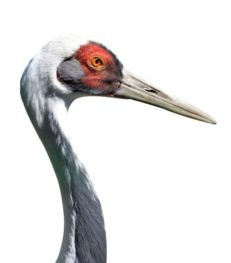 Beyaz enseli vinç (Grus vipio)