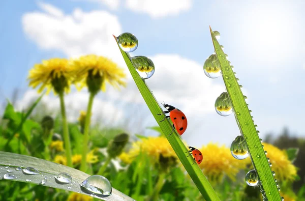 新鮮な緑の草露滴とてんとう虫. — ストック写真