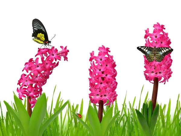 Hyacinth with butterflies — Stock Photo, Image