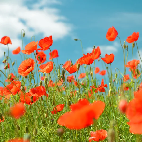 Red blooming poppy — Stock Photo, Image