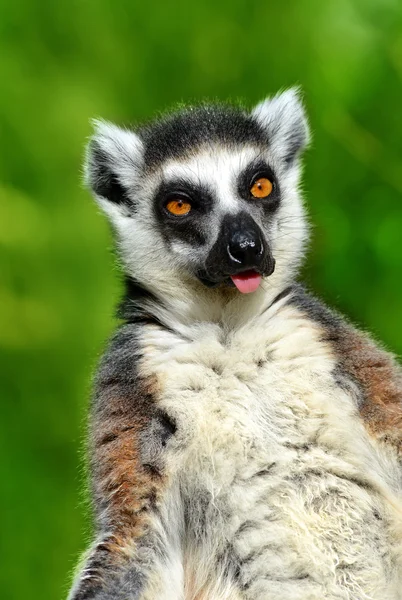 Portrait of a ring-tailed lemur — Stock Photo, Image