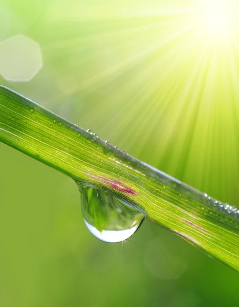 Verse gras met dauw druppels close-up — Stockfoto