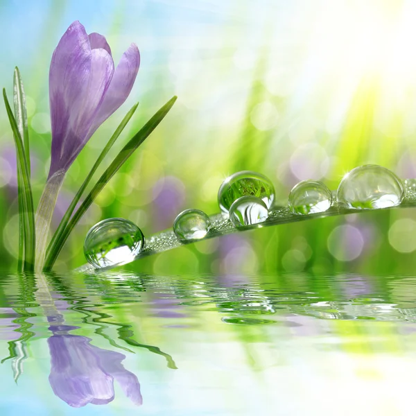 Frühlingsblumen-Krokus und grünes Gras mit Wassertropfen. — Stockfoto