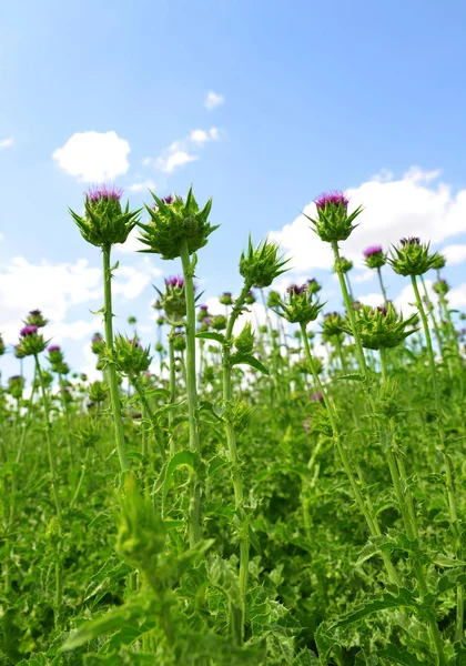 Field with Silybum marianum — Stock Photo, Image