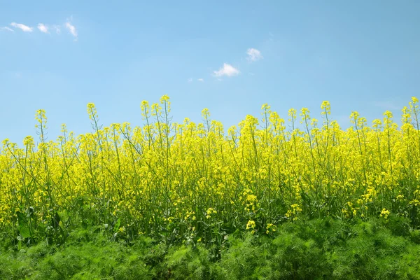 Bloeiende koolzaad veld — Stockfoto