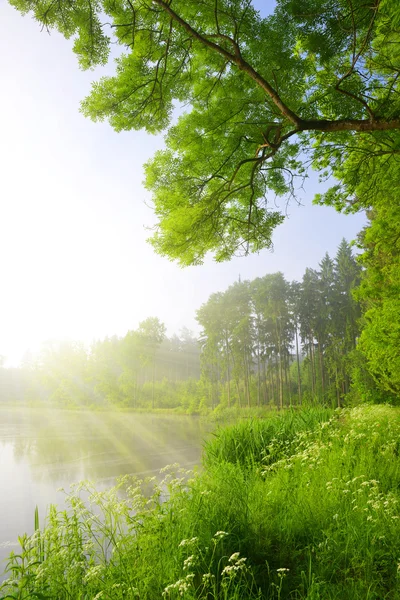 Зеленый лес с прудом — стоковое фото