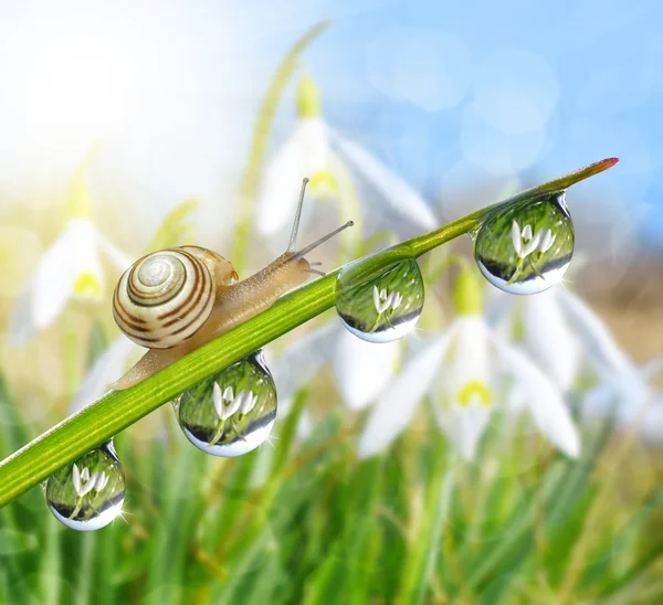 Grama verde com gotas de orvalho e caracol — Fotografia de Stock