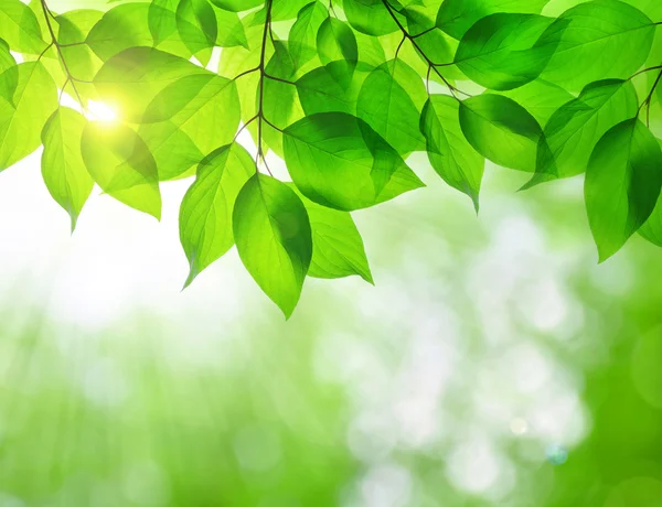 Bahar yakın bırakır