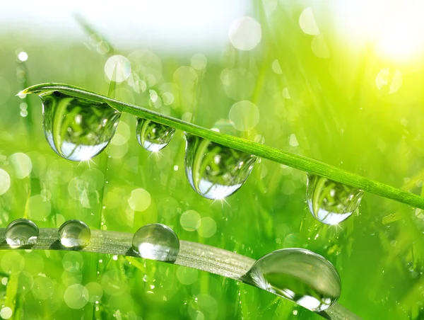 Verse groene gras met water druppels close-up. — Stockfoto