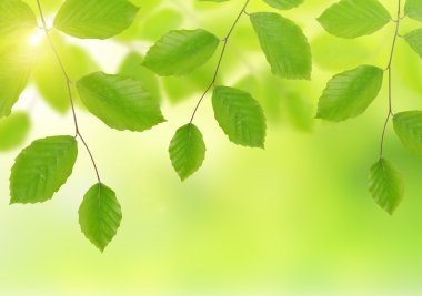 Bahar kayın Şubesi