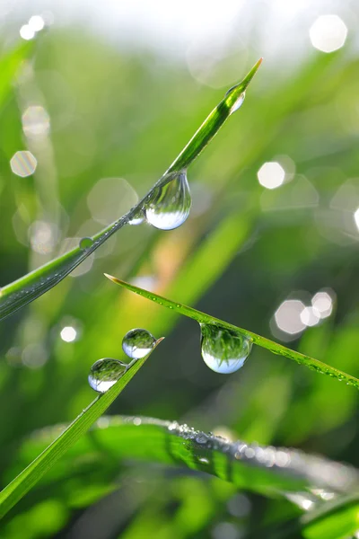 Fresh green grass with dew drops closeup. — Stock Photo, Image