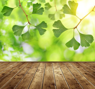 Ginkgo biloba yaprakları
