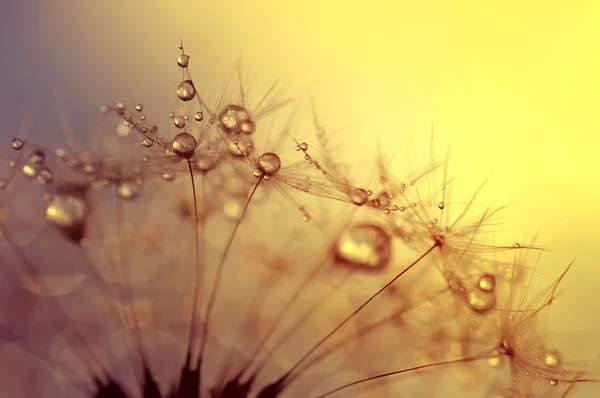 Dewy dandelion flower — Stock Photo, Image