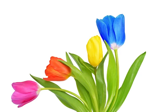 Colorful tulips isolated — Stock Photo, Image