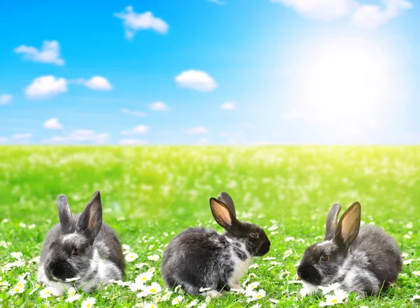 Cute Little Easter Bunny in the Meadow. — Stock Photo, Image