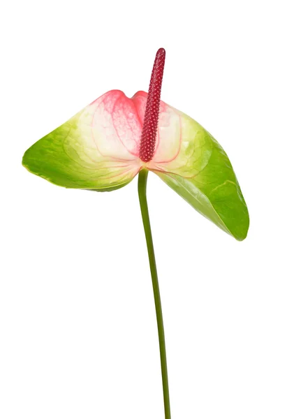 국화 꽃 절연 — 스톡 사진