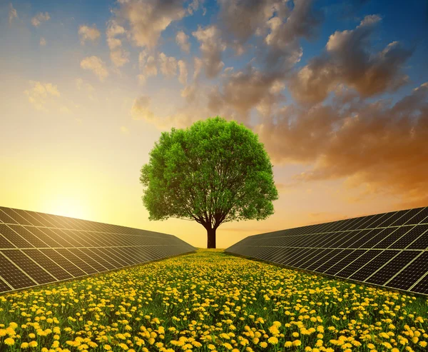 Solar energy panels with tree against sunset sky. — Stock Photo, Image