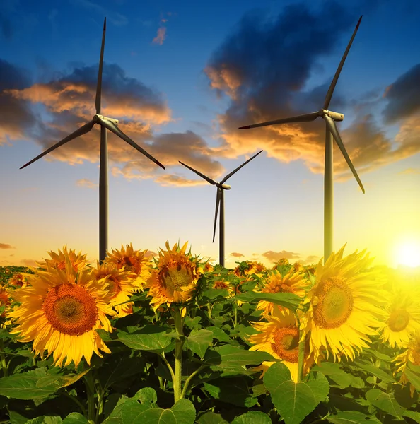 Zonnebloem veld met windturbines — Stockfoto