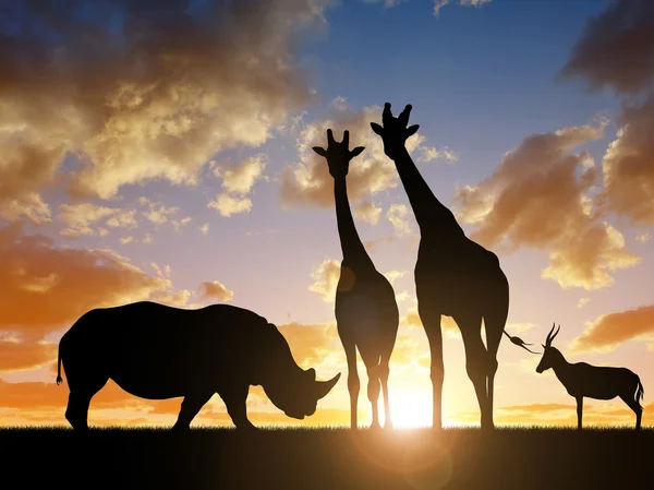 Rhino s žirafami a antilopy při západu slunce — Stock fotografie