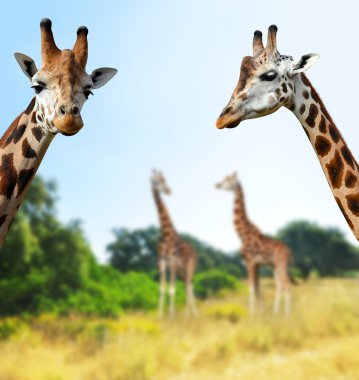 Bir zürafa portresi