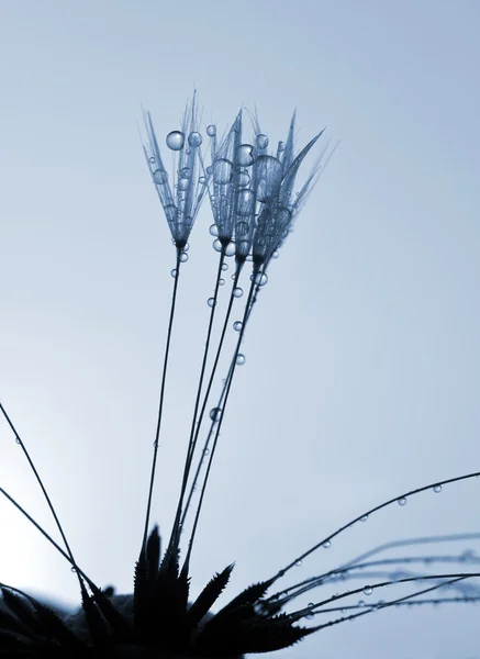 Fiore di dente di leone rugiada — Foto Stock