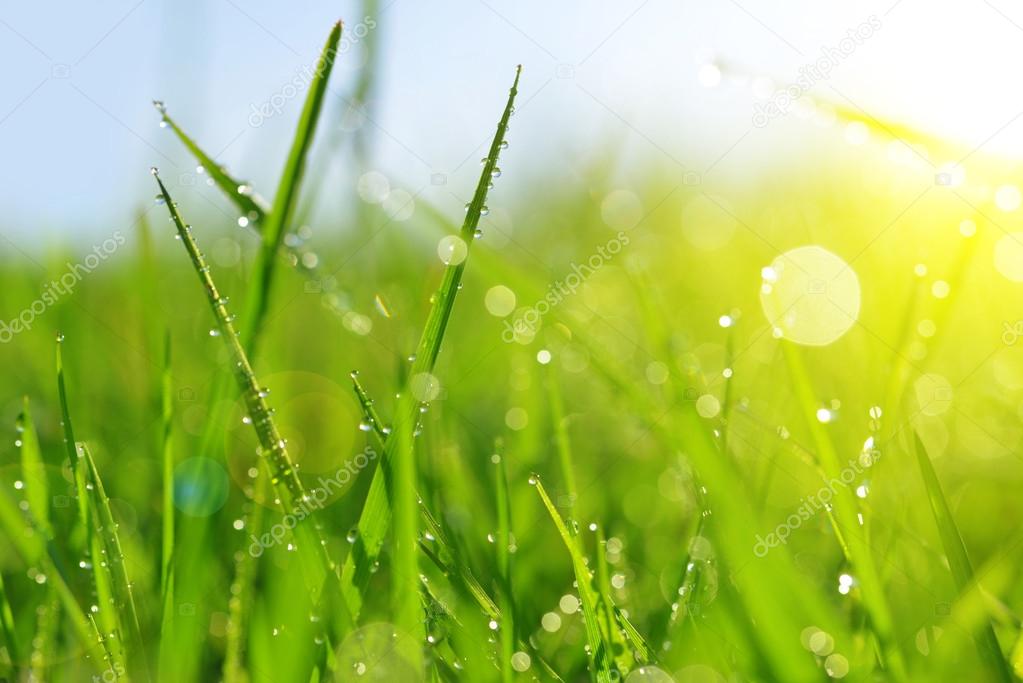 Fresh green grass with dew drops closeup.