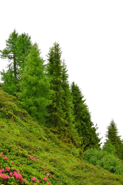 Lärkträd på en äng med Azalea — Stockfoto