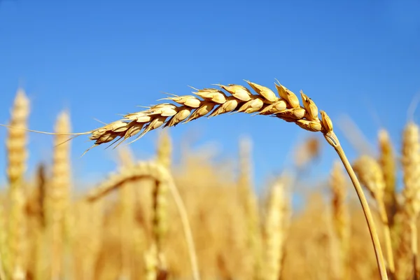 Golden wheat in the blue sky — Stock Photo, Image