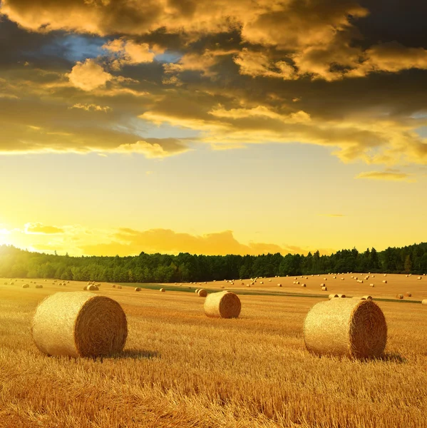 Pacas de paja en tierras de cultivo — Foto de Stock