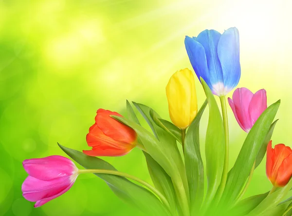 Fiori di tulipano colorati — Foto Stock