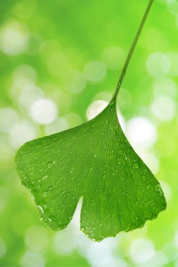 ginkgo biloba yaprak çiy ile damla