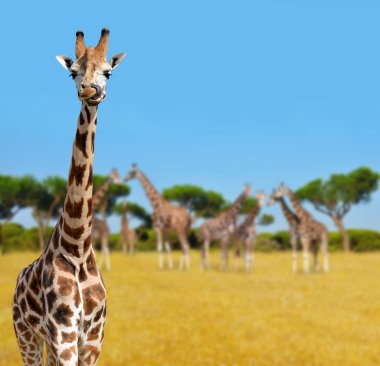 Zürafalar sürüsü