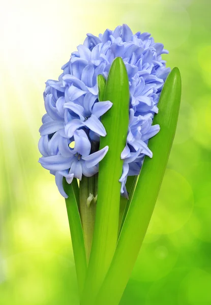 Jacinthe bleue sur fond vert naturel . — Photo