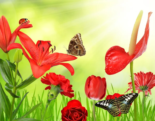 Красные цветы с бабочками — стоковое фото
