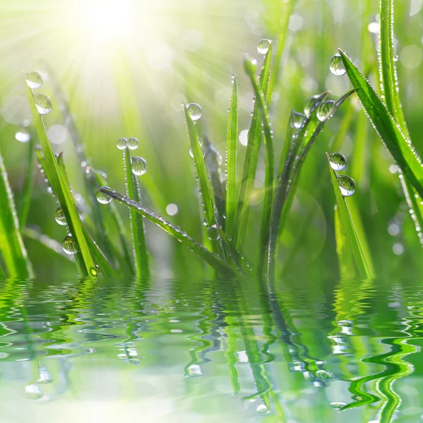 Fresh grass with dew drops closeup. — Stock Photo, Image