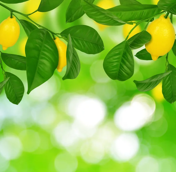 Limone con limoni — Foto Stock