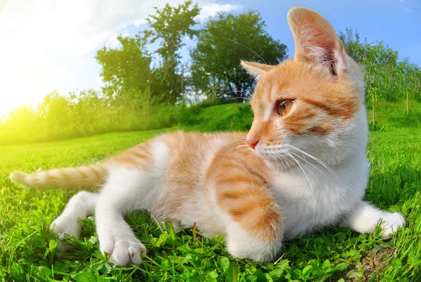 Cat in grass — Stock Photo, Image