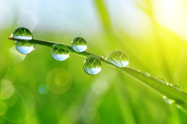 Frisches grünes Gras mit Wassertropfen Nahaufnahme. — Stockfoto