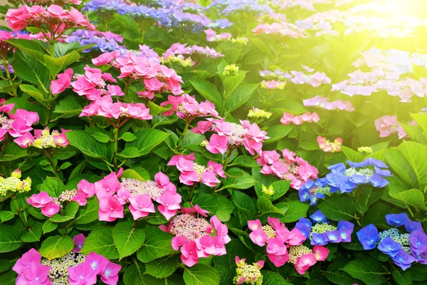 Pink Hydrangea flower