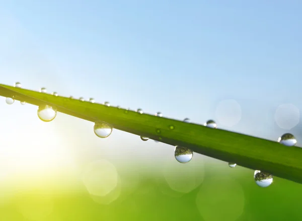 Hierba verde fresca con gotas de agua —  Fotos de Stock