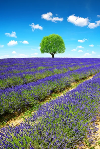 Campi di lavanda in Provenza — Foto Stock