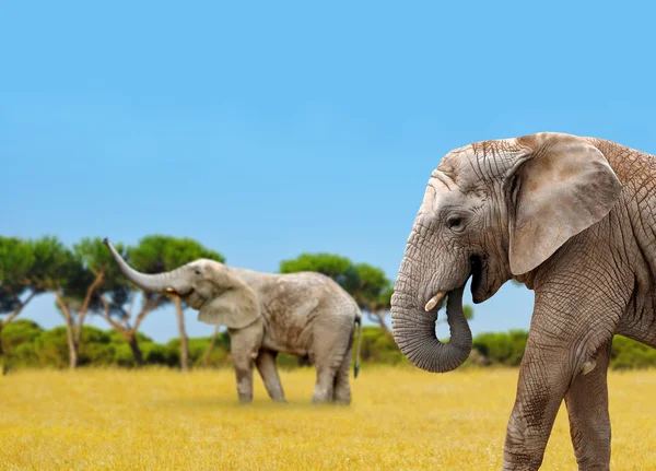 Elefantes africanos em savana — Fotografia de Stock