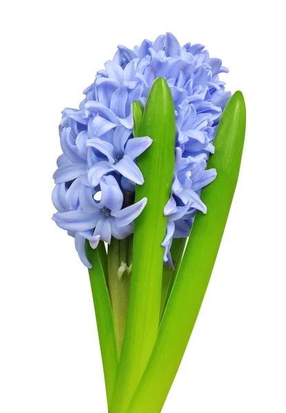 Blue Hyacinth isolated — Stock Photo, Image