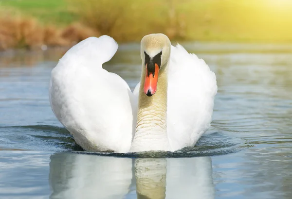 Labuť na jezeře — Stock fotografie