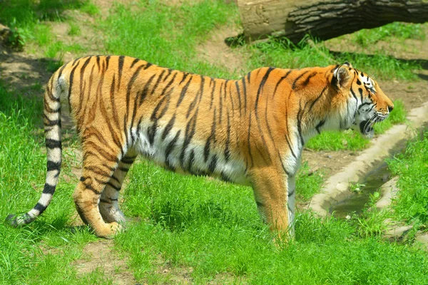 Sibirisk tiger (PANTHERA TIGRIS ALTAICA) — Stockfoto