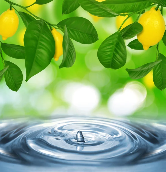 Citron träd med citroner — Stockfoto